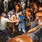 LA FUERZA DE UN CABALLO