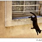 La fugue du chat noir de Verdun