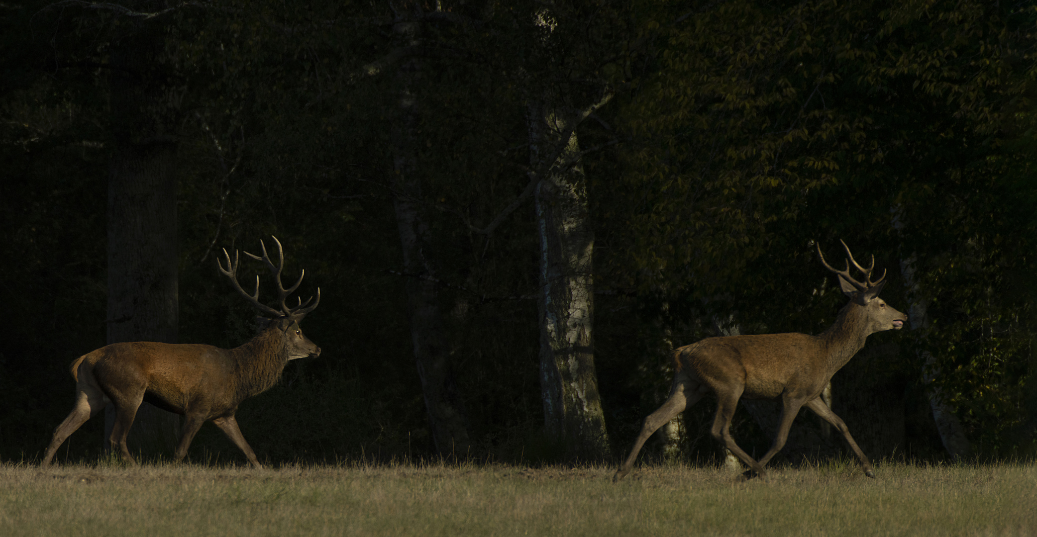 La fuite (Cervus elaphus, cerf élaphe)