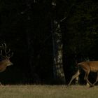 La fuite (Cervus elaphus, cerf élaphe)