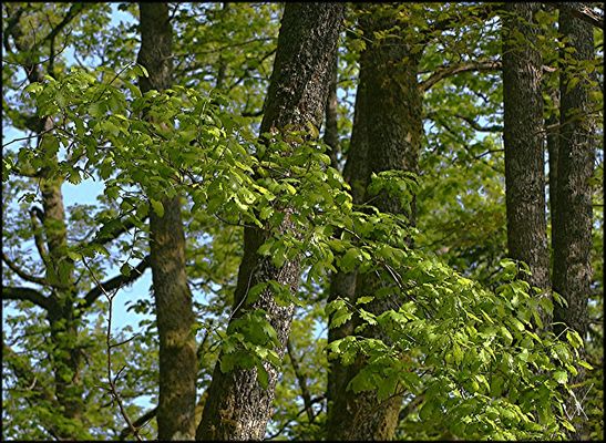 LA FUTAIE CLICHE ORIGINAL JPEG (1)