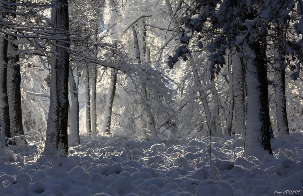 La futaie sous la neige.