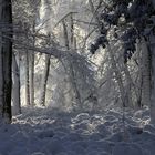 La futaie sous la neige.