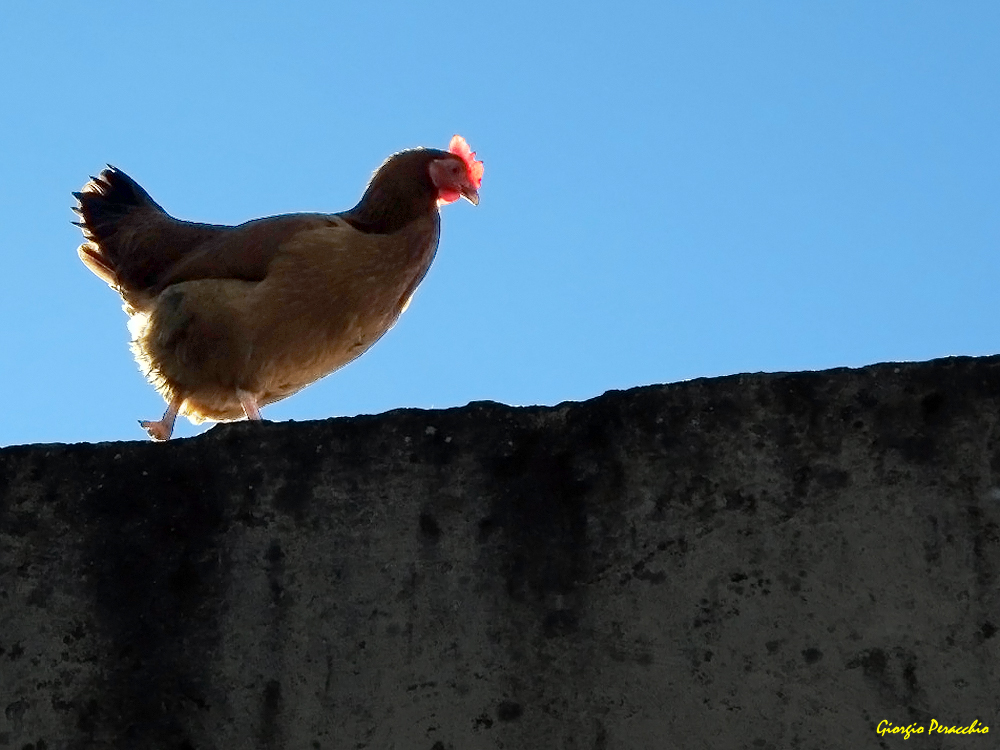 La galeina