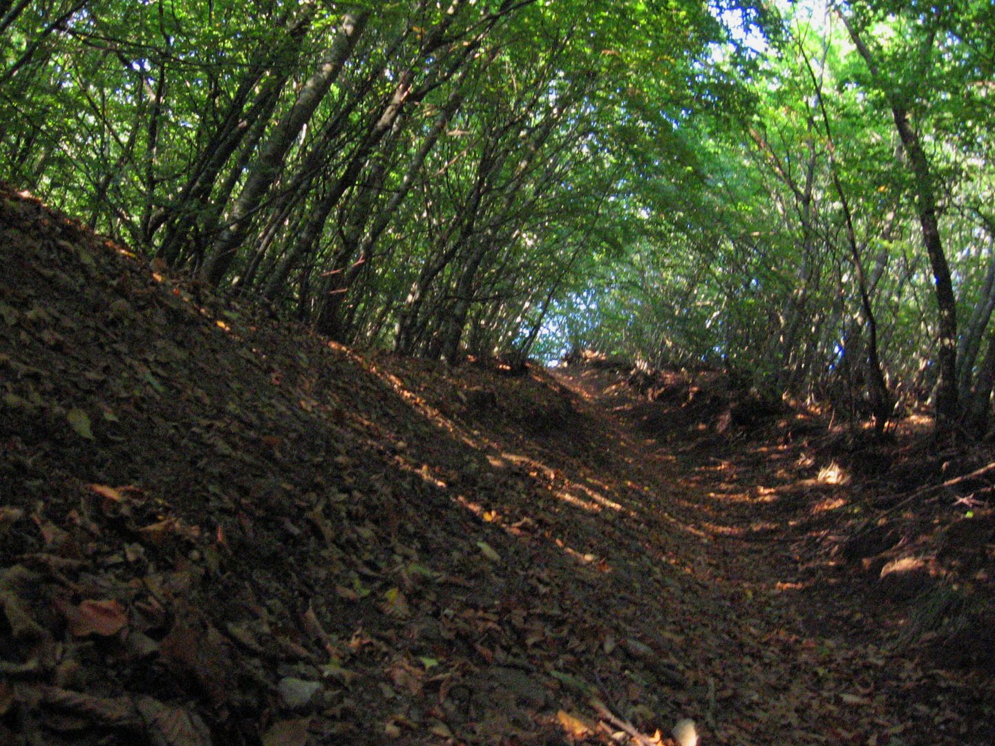 ..la galleria d'alberi