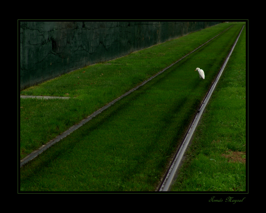 La Garceta Solitaria