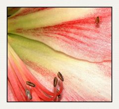 " La gardienne du coeur de l’amaryllis "