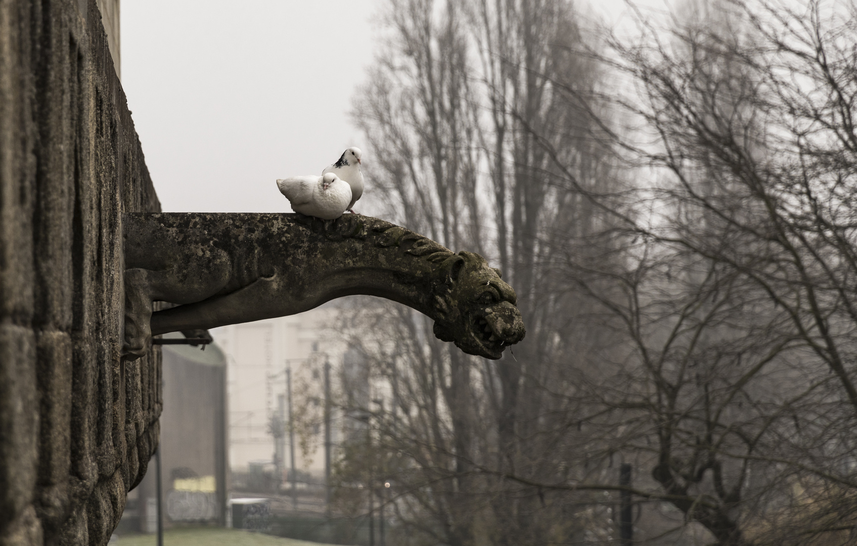 La gargouille et les pigeons