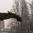 La gargouille et les pigeons