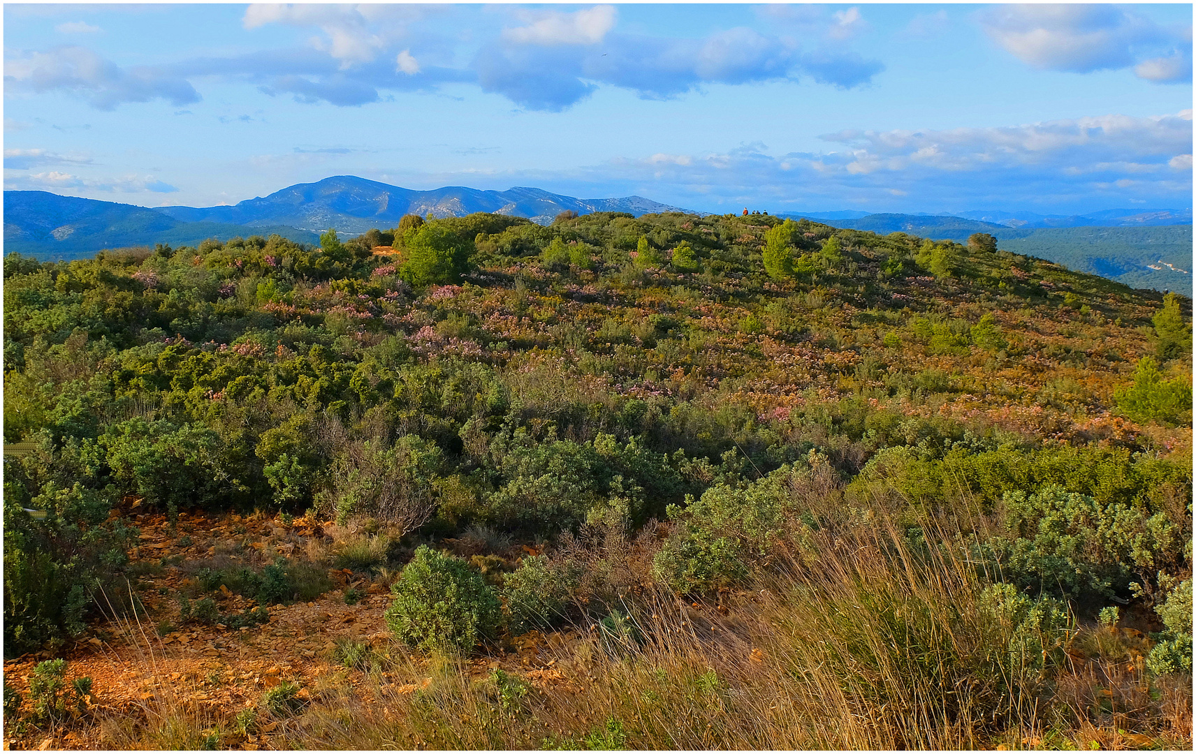 La garrigue en hiver