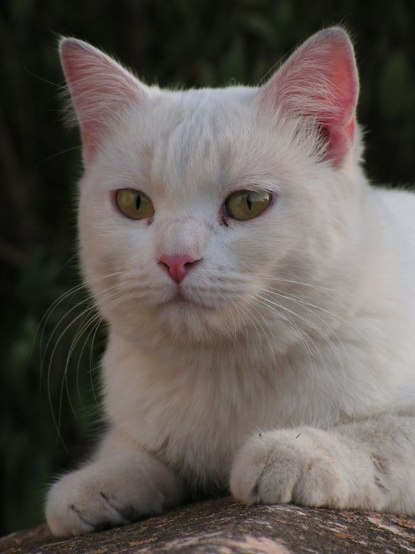 La gata blanca