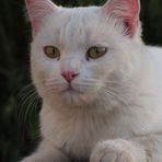 La gata blanca