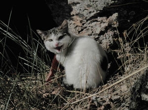 La gata Cristi