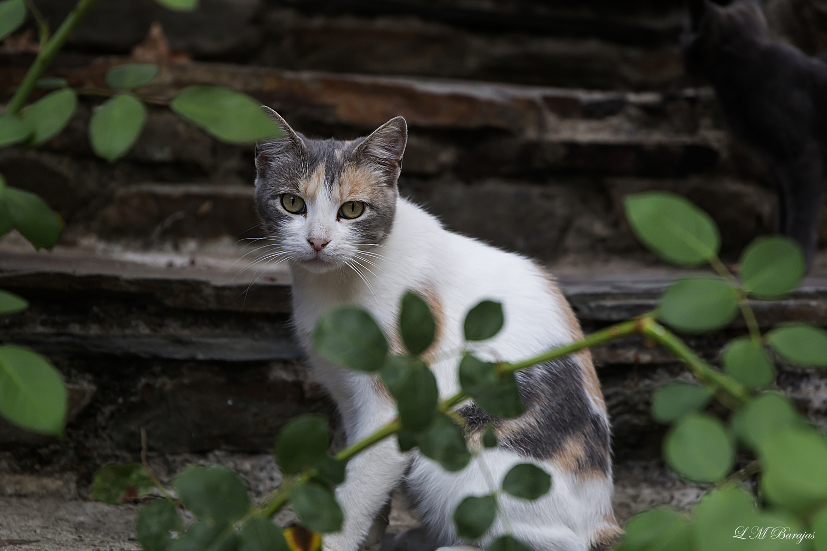  La gata Flora