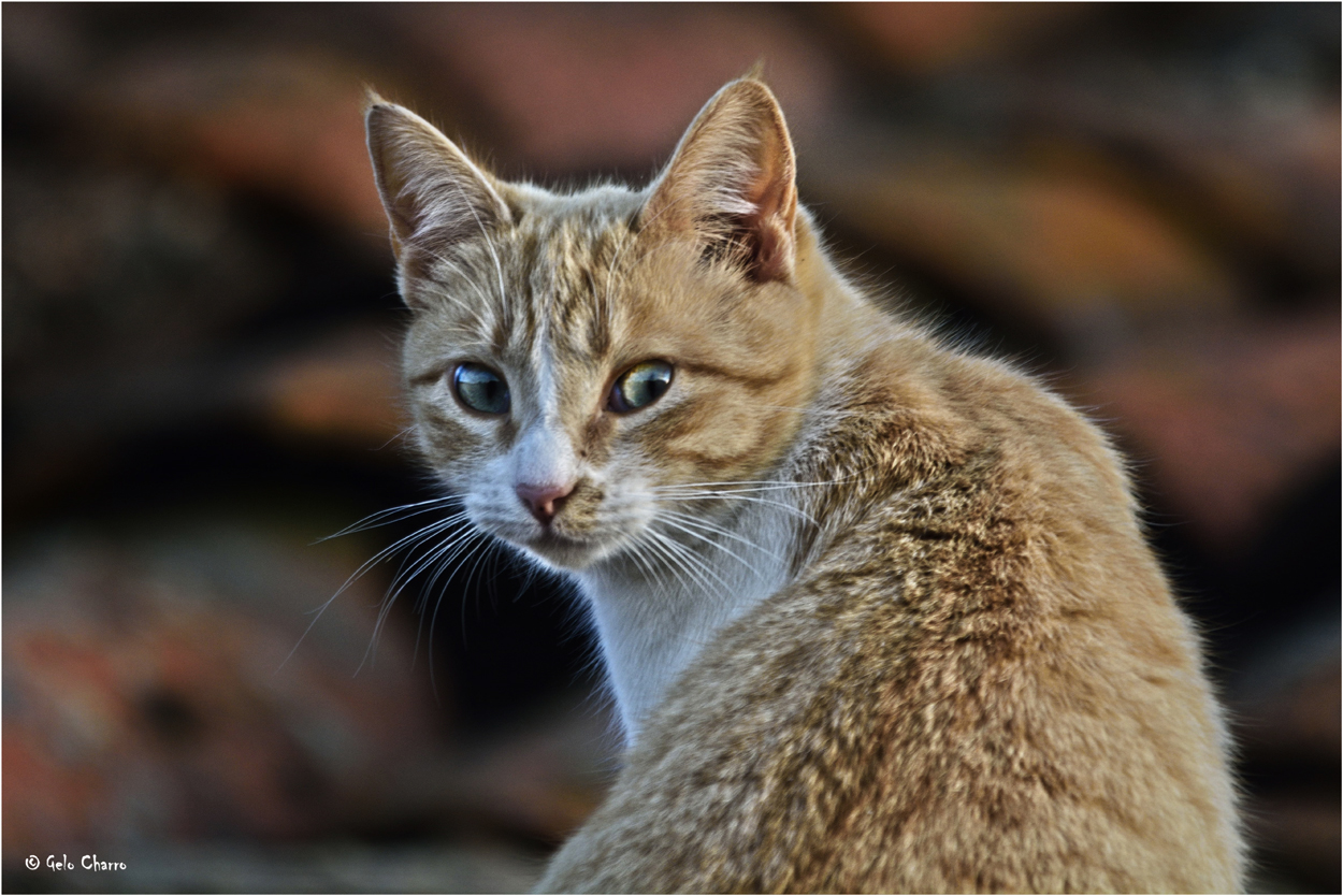 La gata sobre el tejado