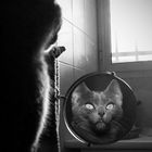 La gata y el Espejo