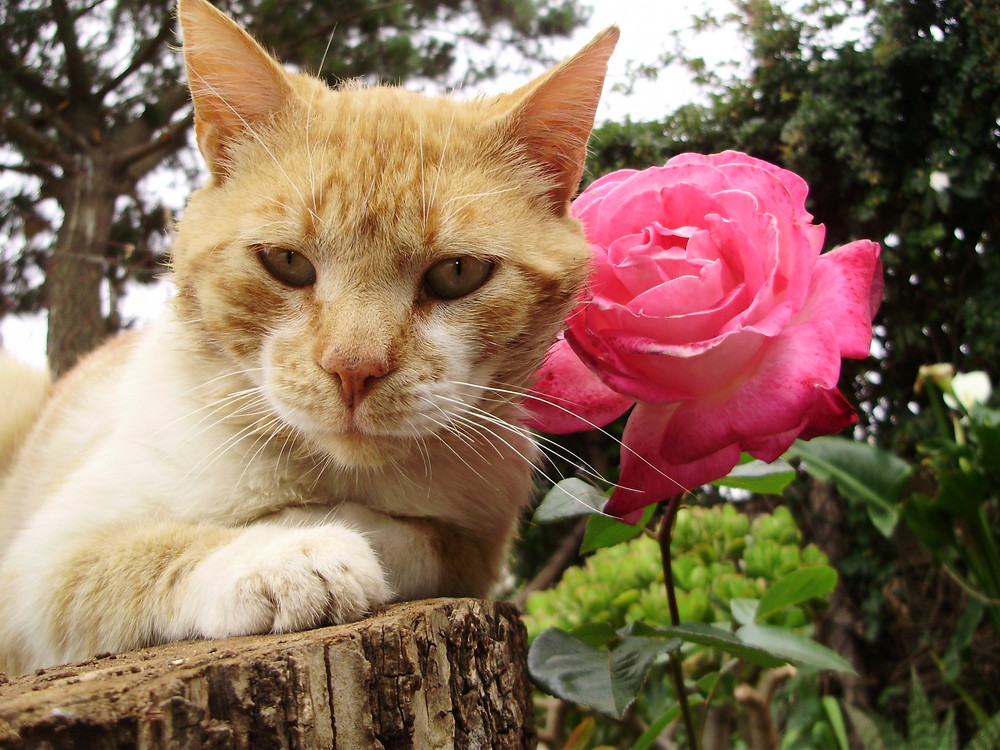 La Gata y la Rosa