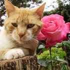 La Gata y la Rosa