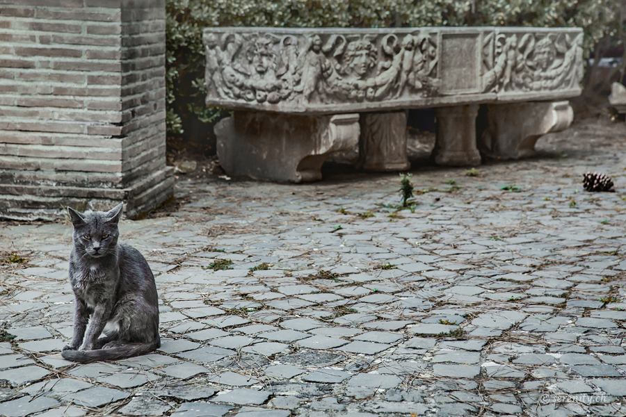 La gatta di Ostia Antica