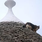 La gatta sul trullo che scotta