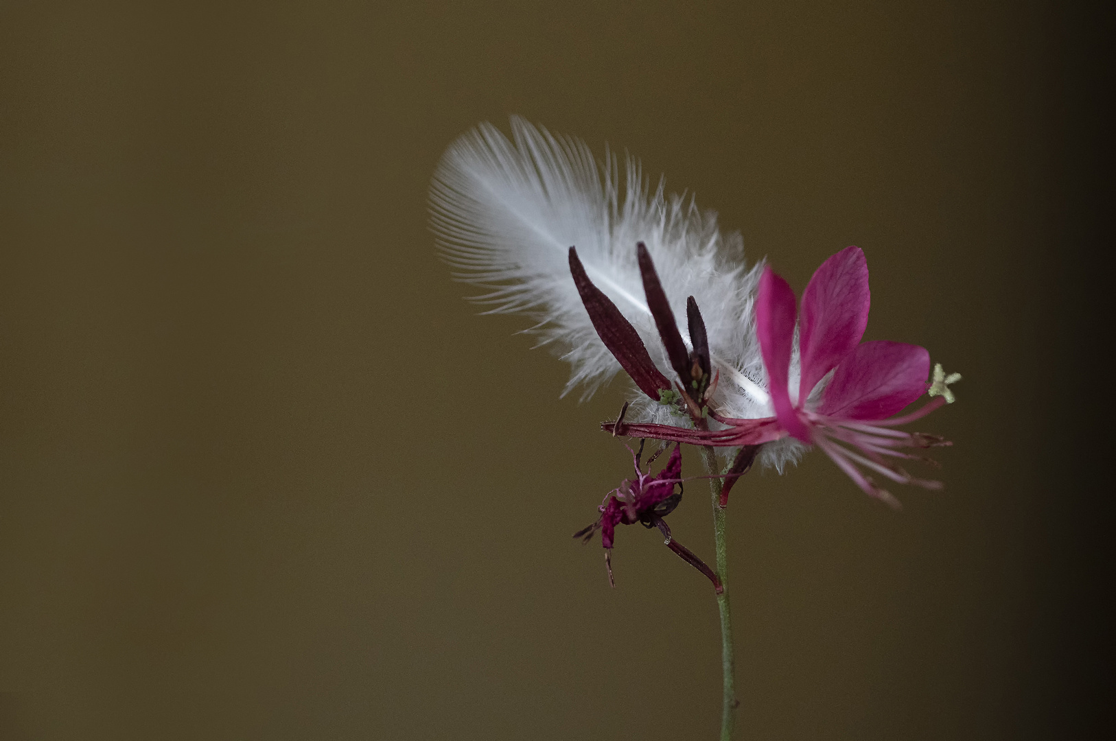 La gaura et la plume