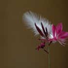 La gaura et la plume