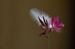 La gaura et la plume