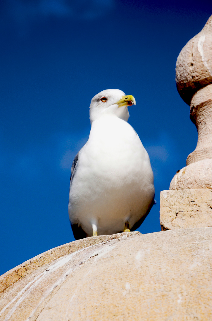 la gaviota