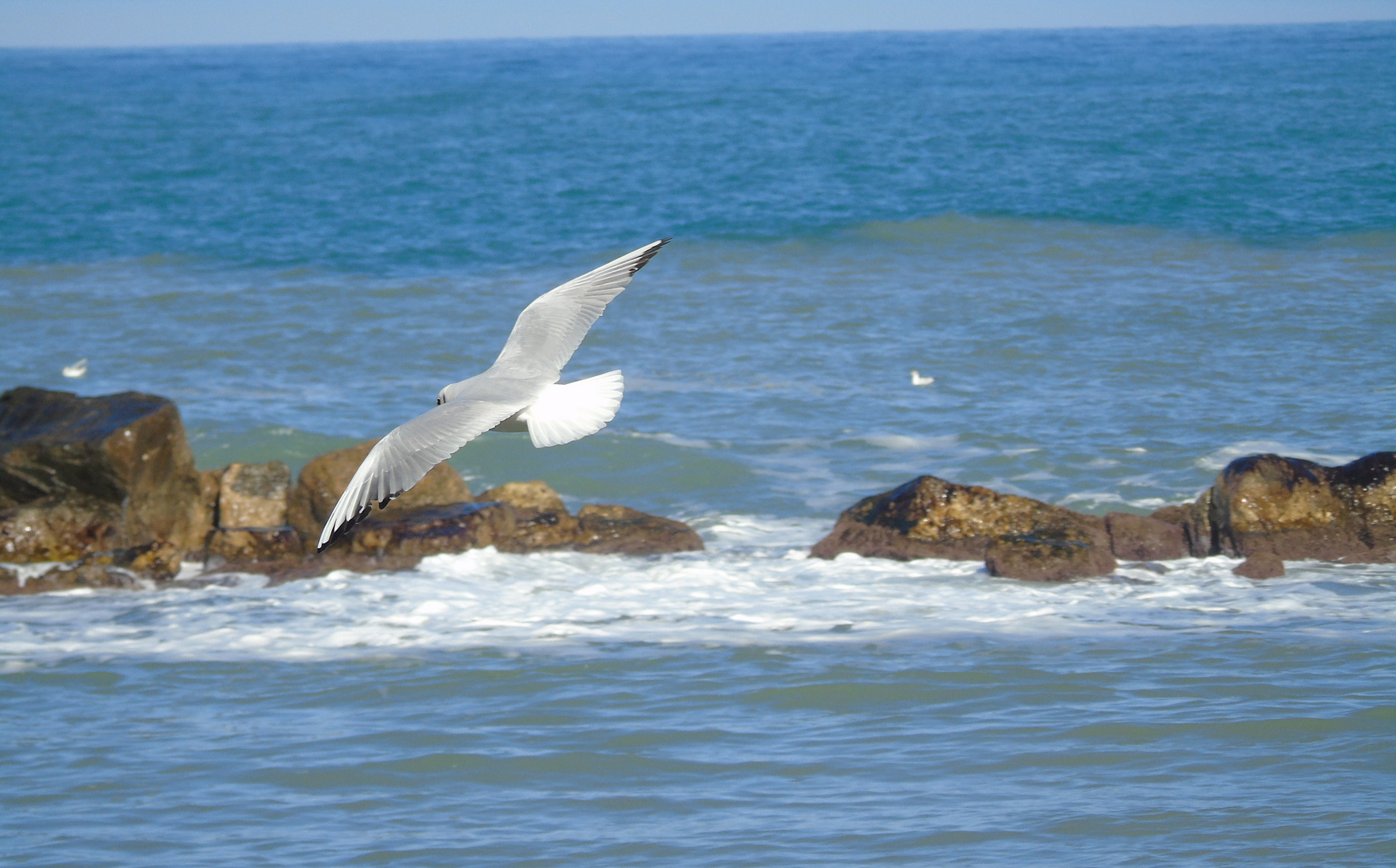 La Gaviota