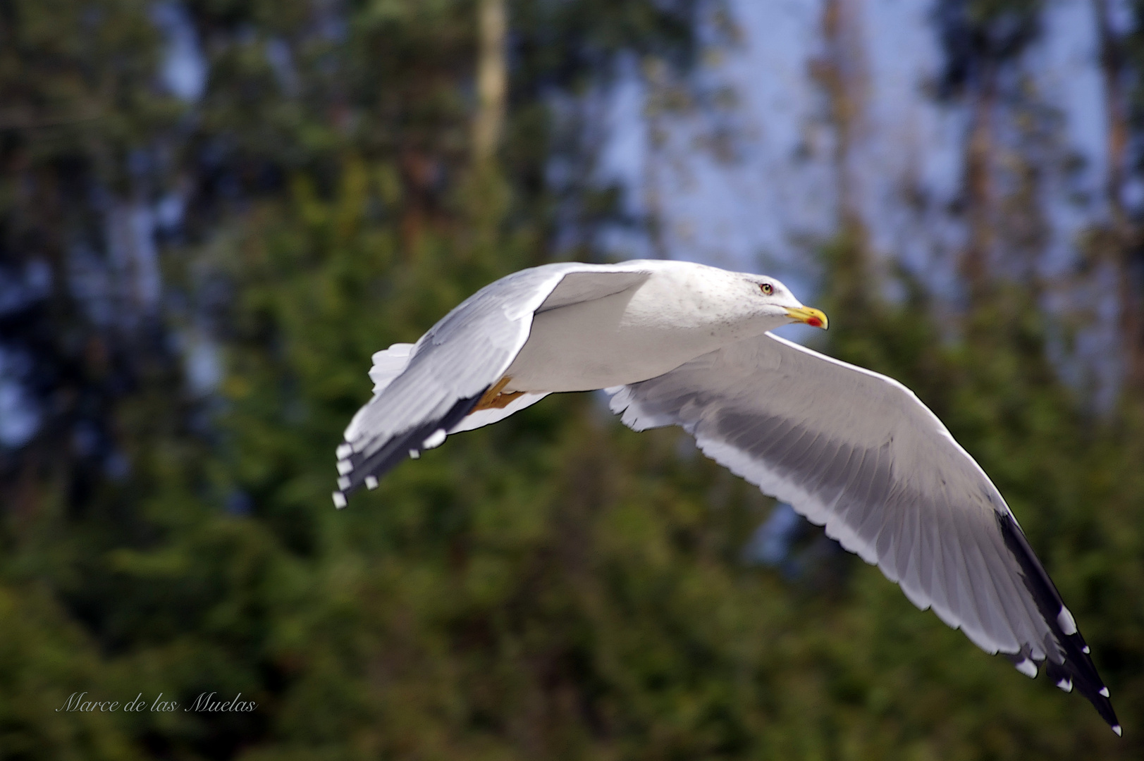 ...la gaviota...