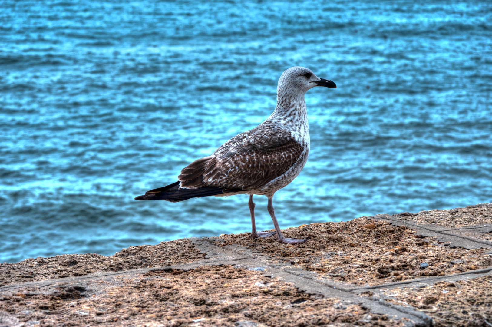 LA GAVIOTA