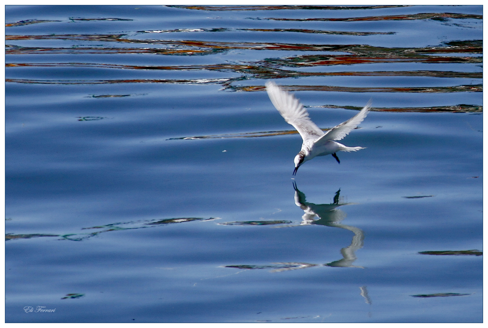 La gaviota