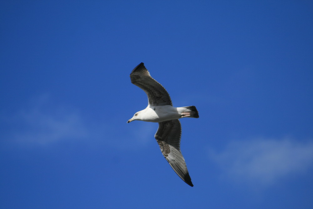 La Gaviota