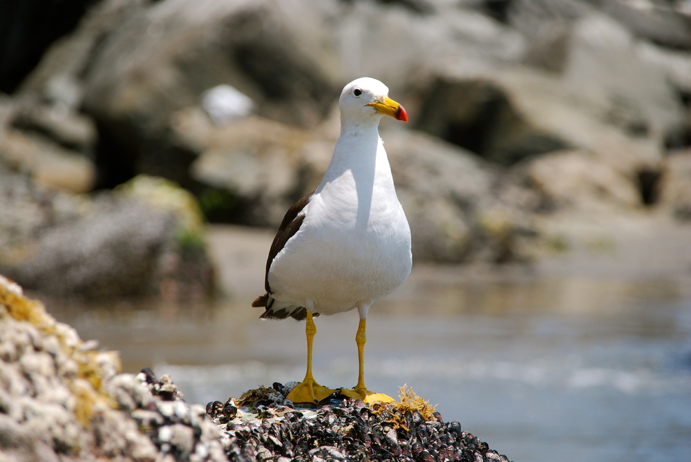 La gaviota