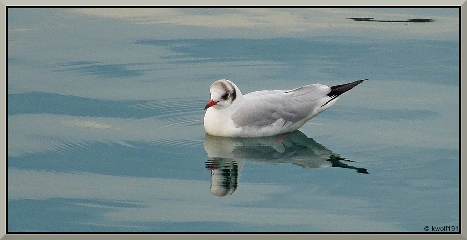 la gaviota