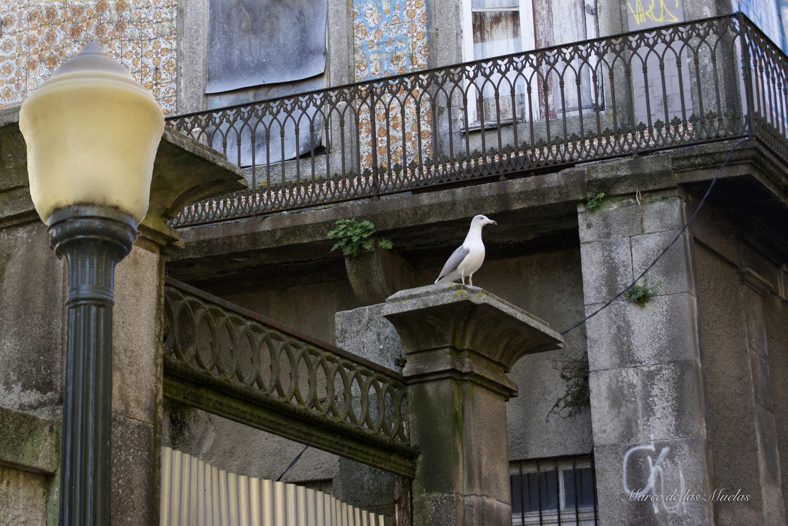 ...la gaviota de Oporto...