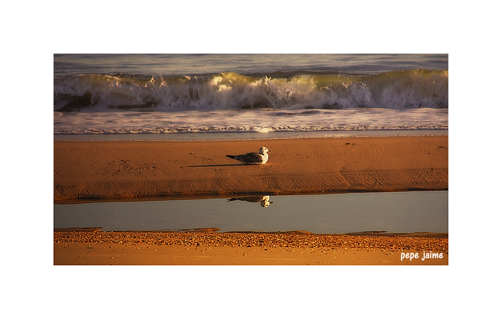 La gaviota del picotazo