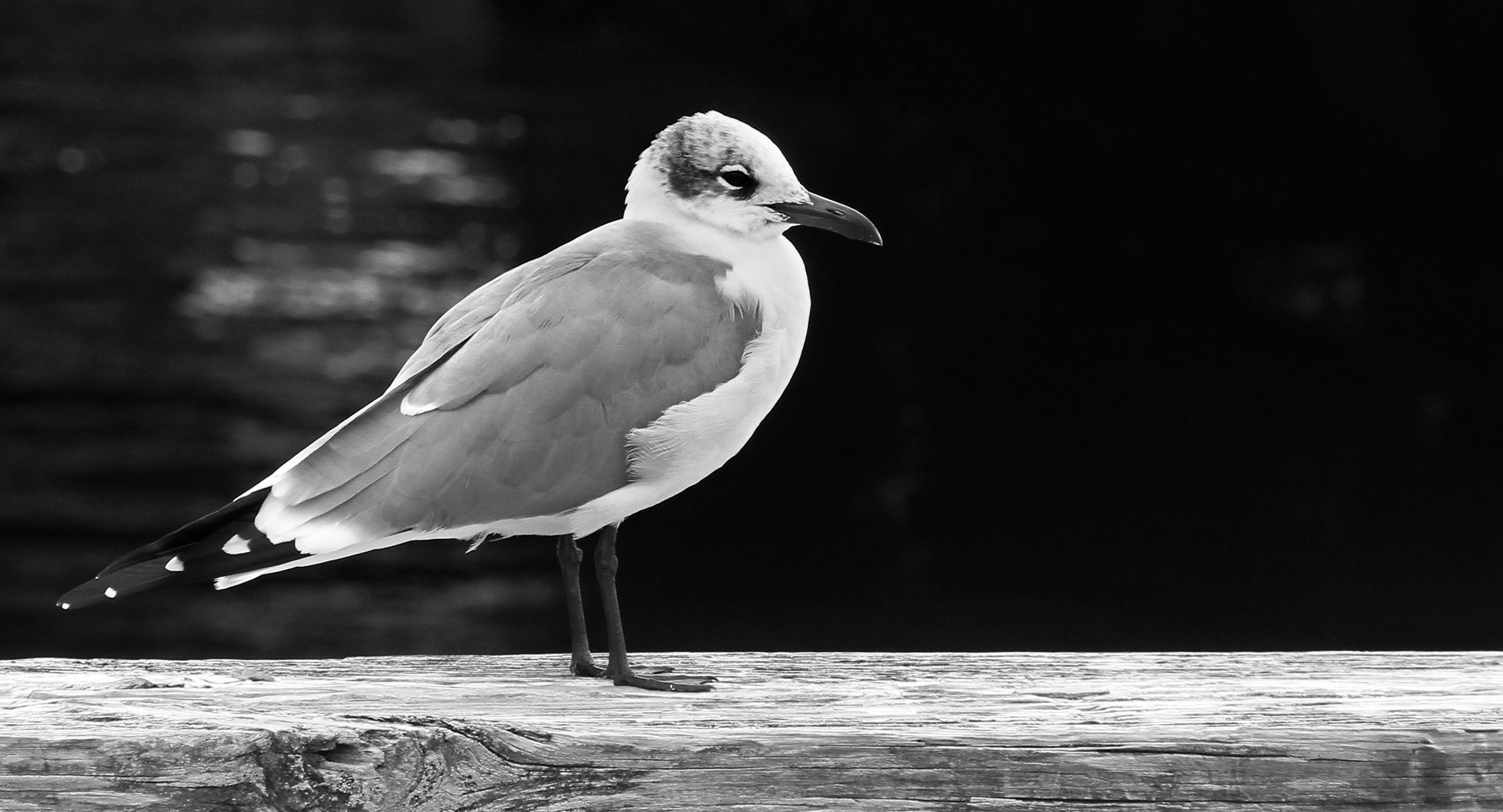 LA GAVIOTA