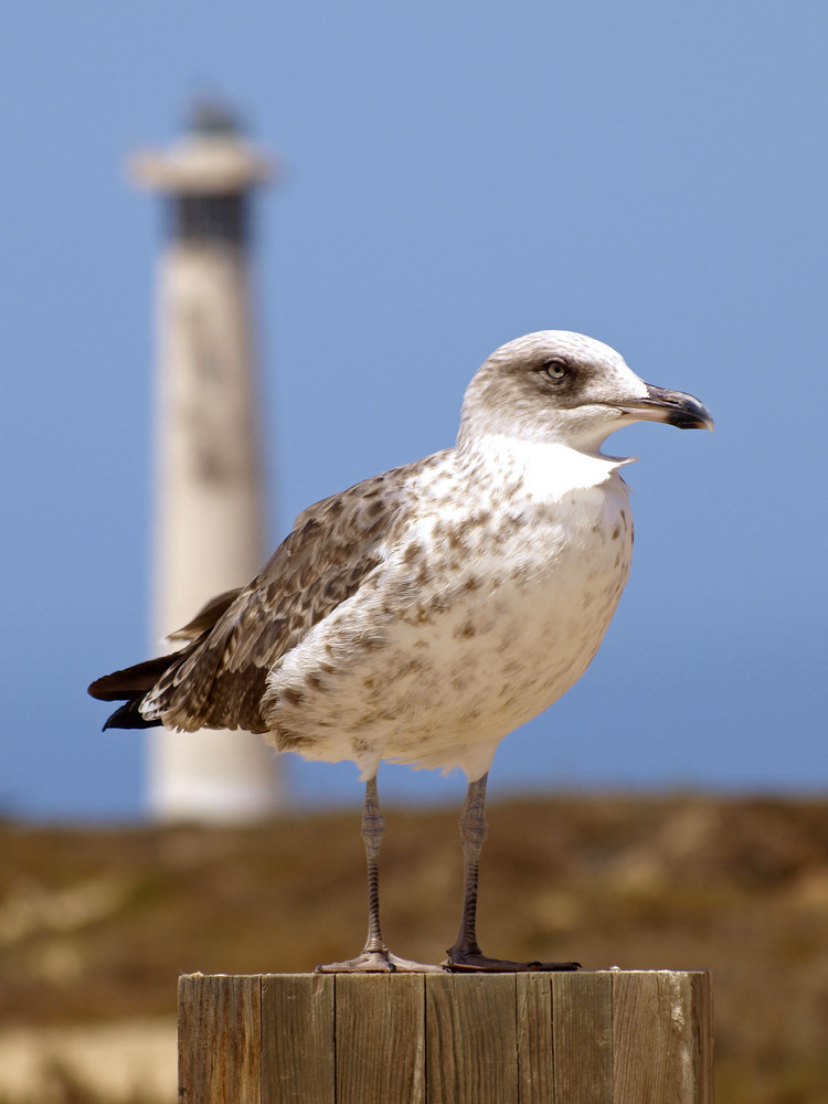 la gaviota - Playa del Matorral (Playas de Jandia)