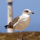 la gaviota - Playa del Matorral (Playas de Jandia)