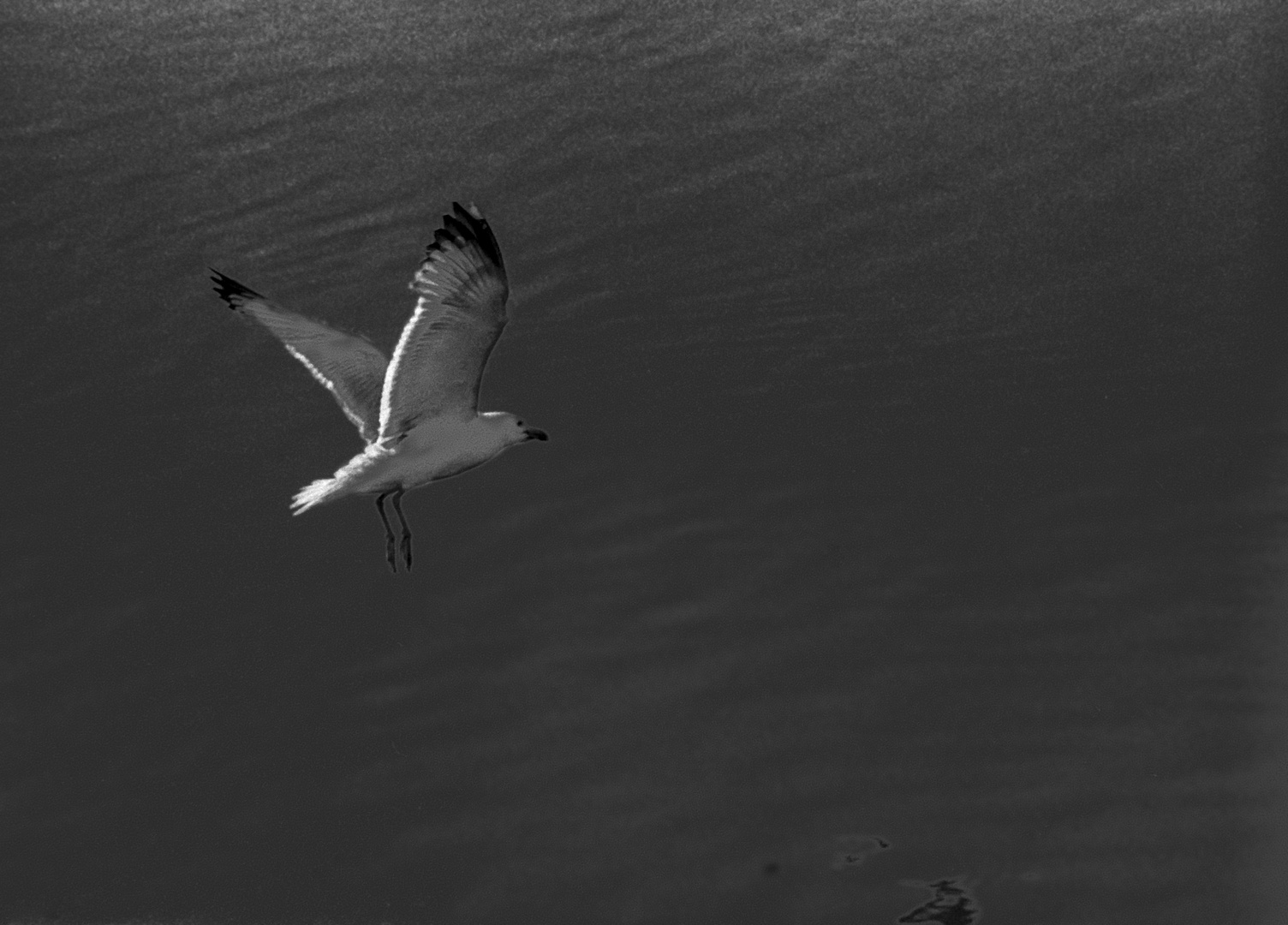 LA GAVIOTA SOLITARIA