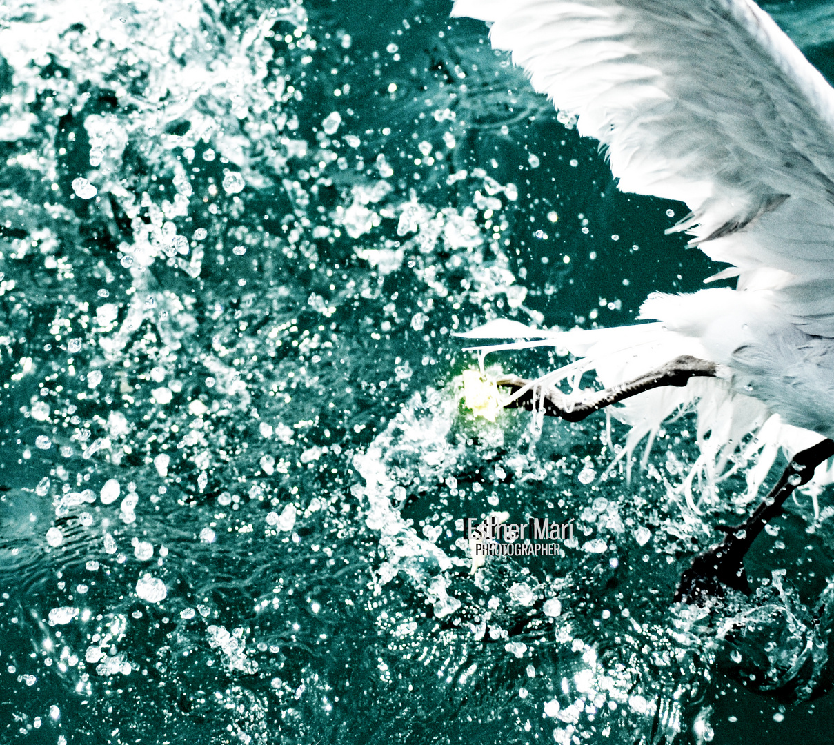 La gaviota y el mar