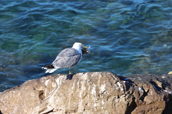 La Gaviota y la pesca