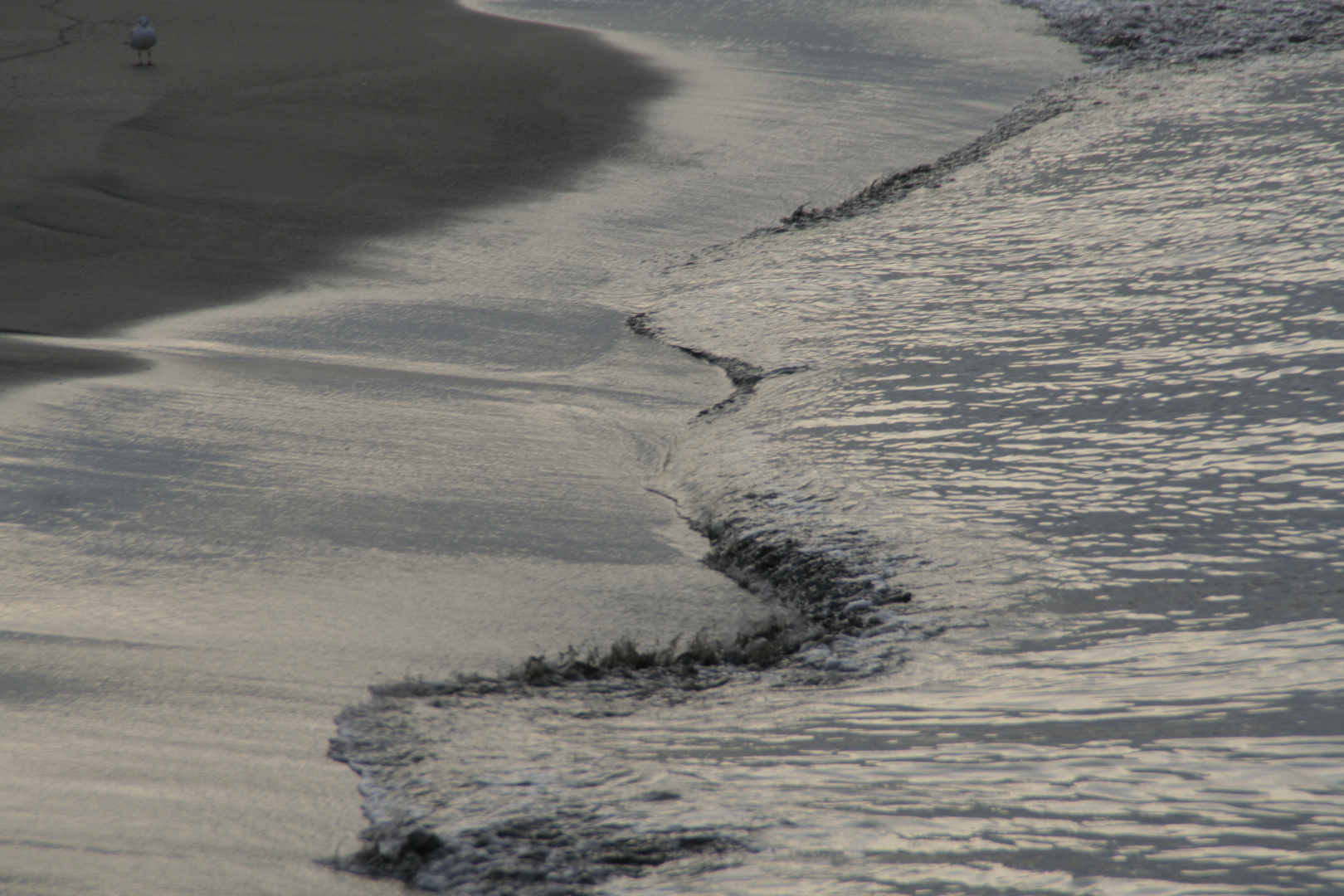 La gaviota y las olas