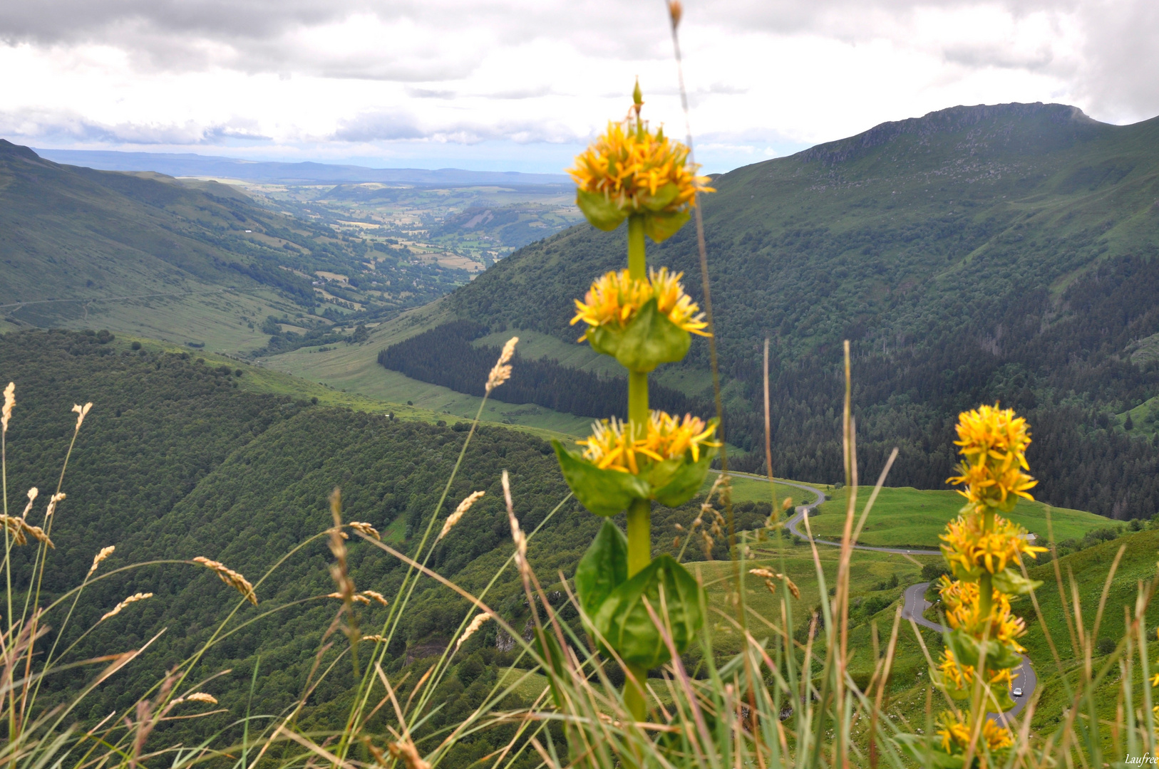 La gentiane, fleur du CAntal