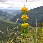 La gentiane, fleur du CAntal