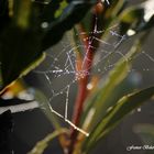 La geometria del ragno esaltata dalle gocce di rugiada