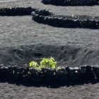 La Geria, Lanzarote