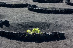 La Geria, Lanzarote