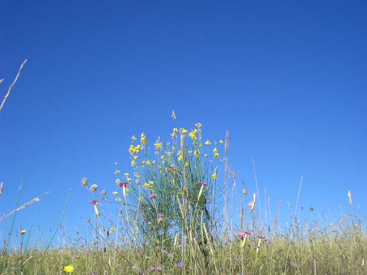 La ginestra